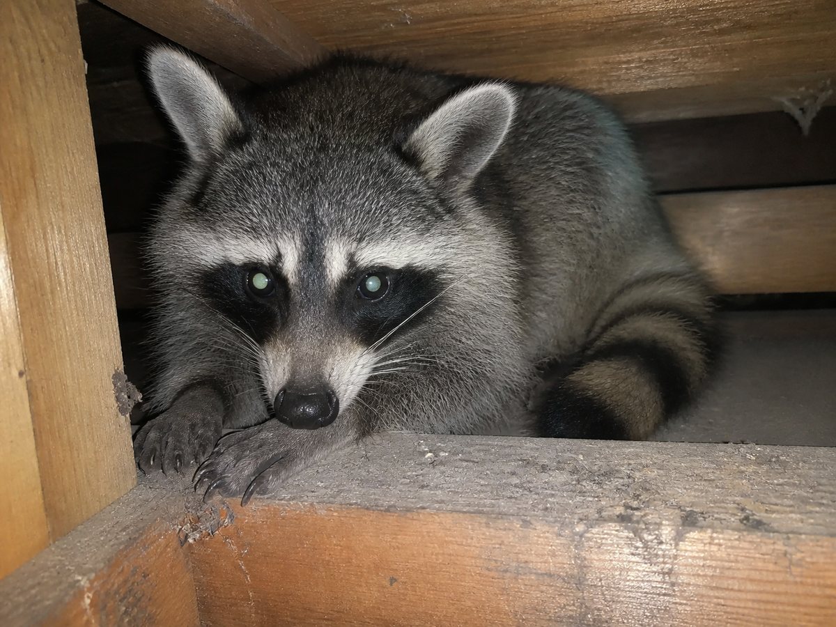 屋根裏のアライグマ