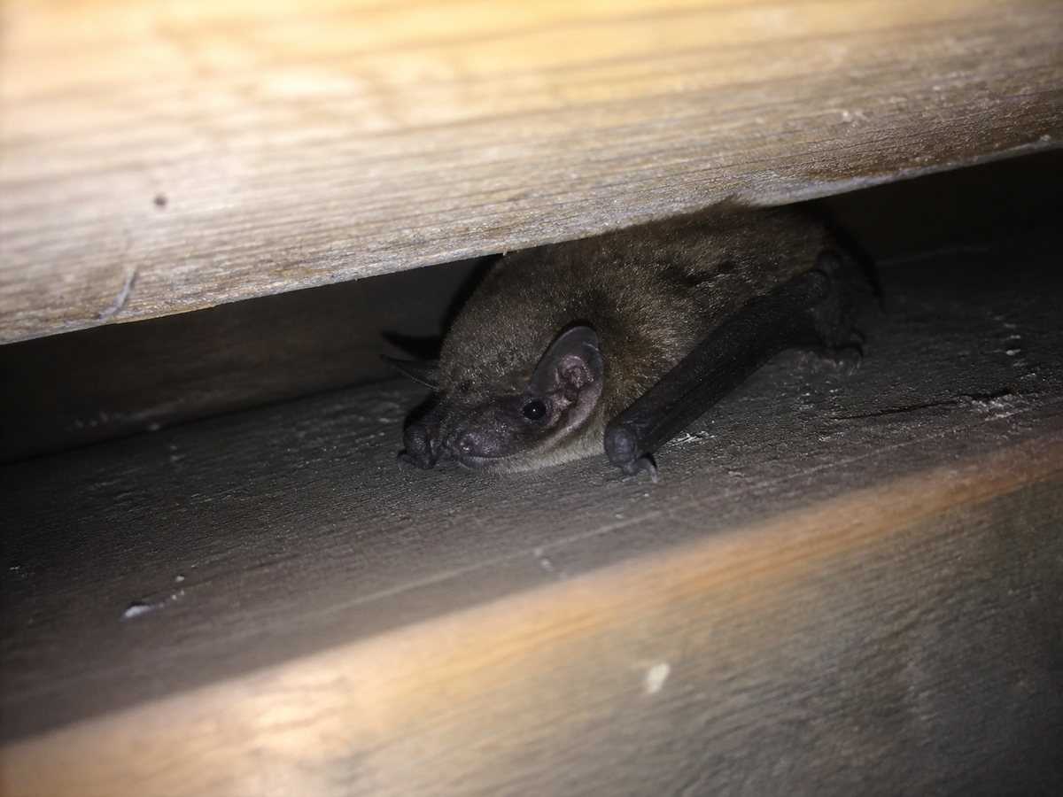 屋根裏のコウモリ