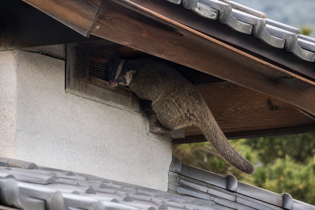 軒下から侵入するハクビシン