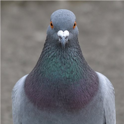 ハト