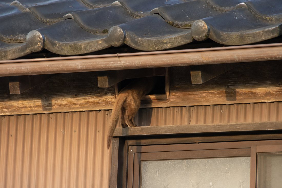 軒下から侵入するイタチ