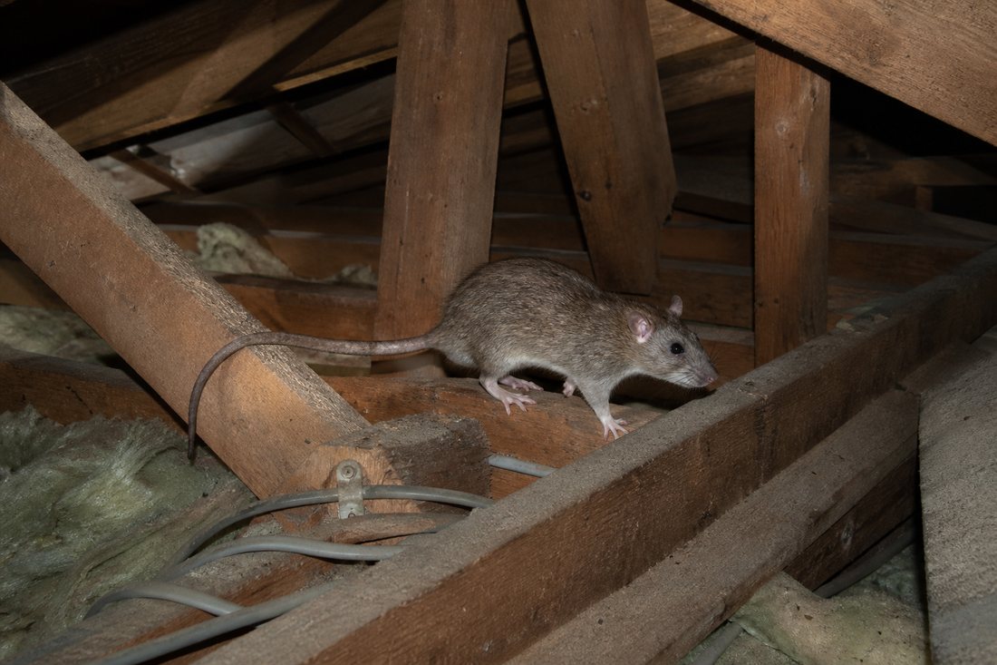 屋根裏のネズミ
