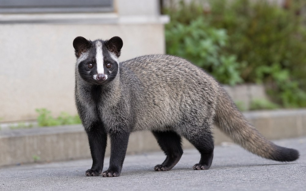 ハクビシン。額から鼻先へ通る白い線と、胴と同じくらい長い尾が特徴。